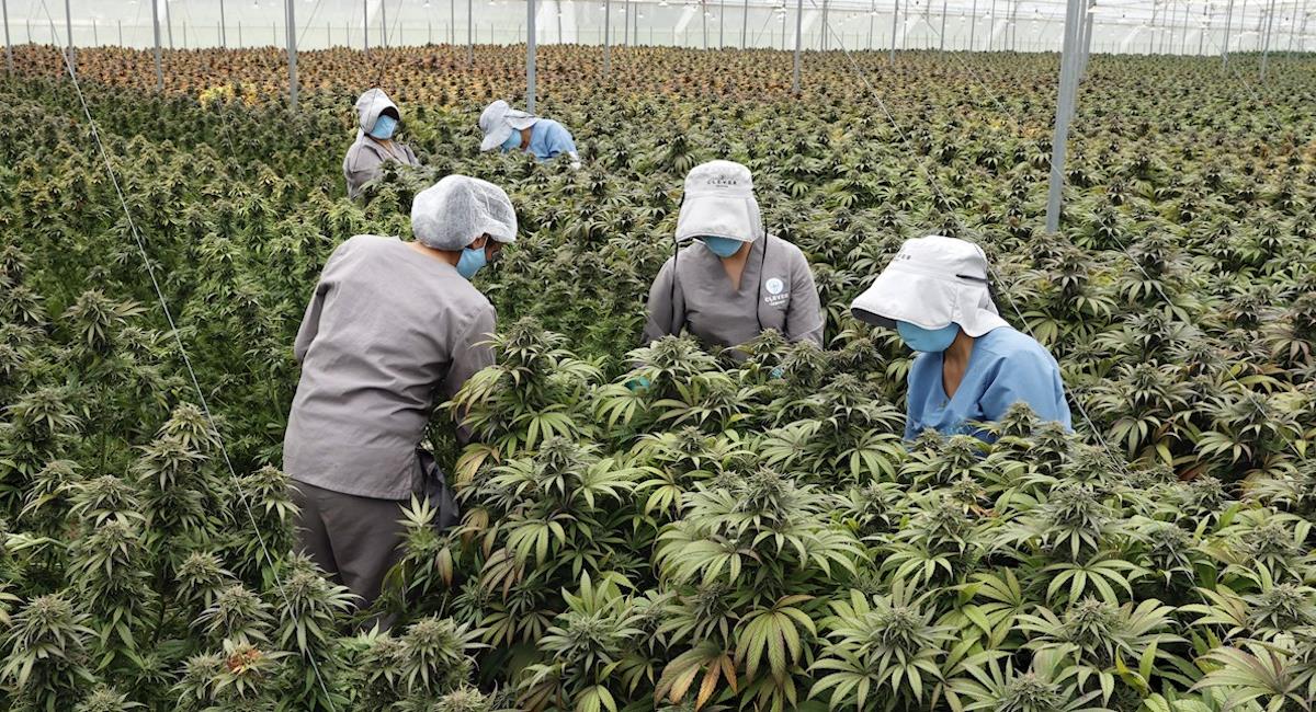 Colombia le apunta al Cannabis como producto de exportación. Foto: EFE