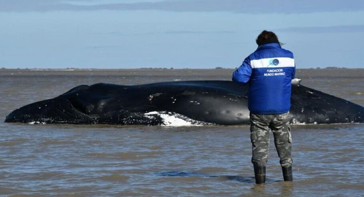 131 ballenas han fallecido en el año 2021 en las playas de Brasil denuncia ONG ecologista y animalista. Foto: Twitter @LemusteleSUR