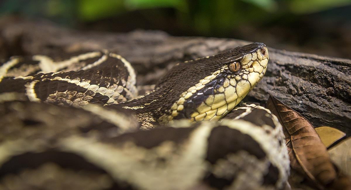 Científicos identifican veneno de serpiente que tiene acción sobre la COVID-19. Foto: Shutterstock