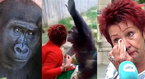 Niegan entrada al zoológico a una mujer por sostener una ´aventura´ con un chimpancé