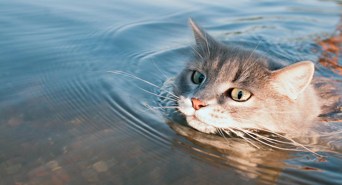 Mujer pelea con su exnovio y decide arrojar a su gato a un río. Foto: Shutterstock