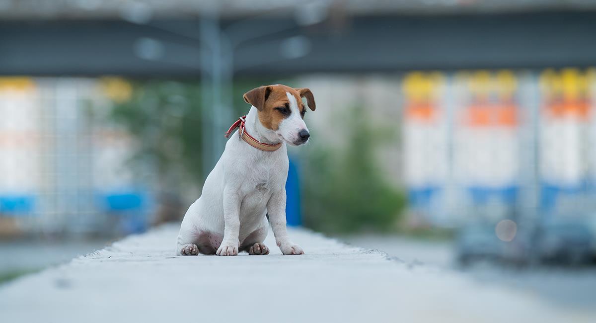 “Estoy buscando a mi perro”: así se disculpó un conductor por manejar lento. Foto: Shutterstock