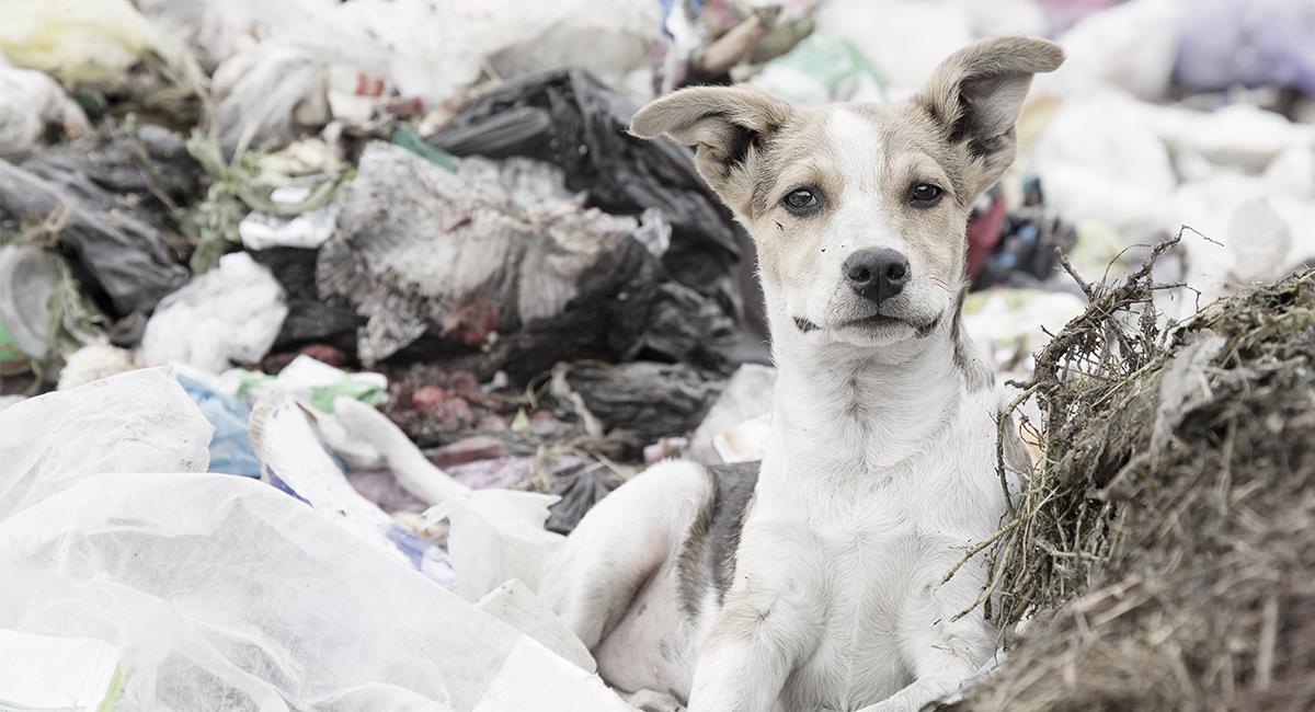 “Se lo estaban comiendo las moscas”: perro es rescatado en medio de la basura. Foto: Shutterstock
