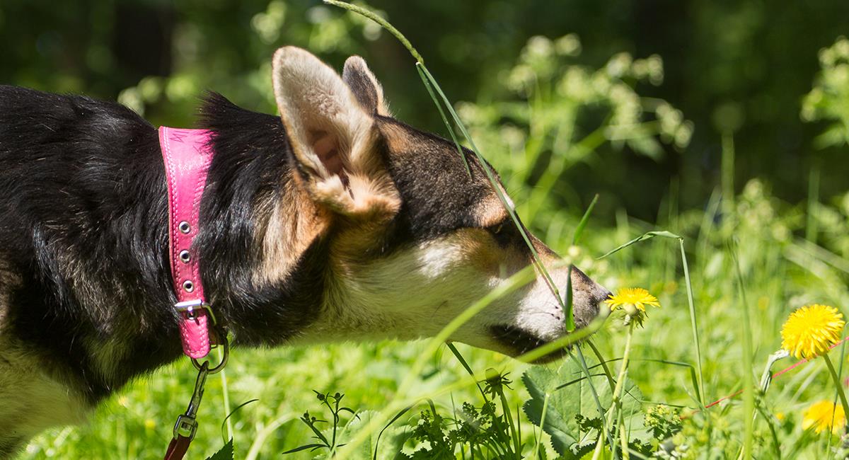 Curiosidades caninas: estos son 7 olores que tu perro no soporta. Foto: Shutterstock