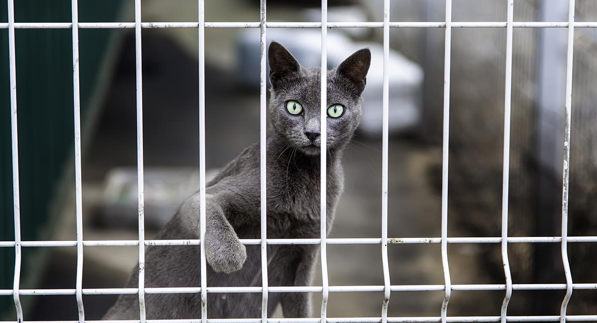 Sin agua y sin comida, gato pasó 52 días encerrado en una casa y sobrevivió. Foto: Shutterstock