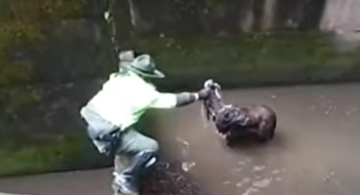 Carabineros de la Policía rescataron a un perro a punto de ahogarse en los cerros orientales de Bogotá. Foto: Captura de video