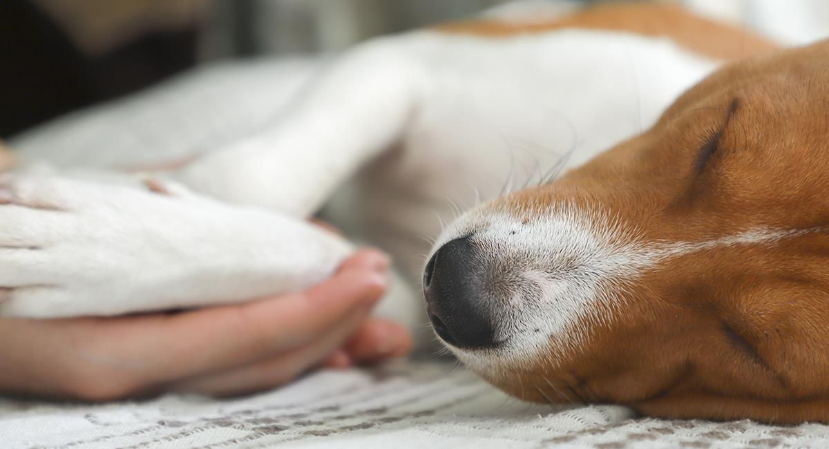 Perro murió de hambre tras pasar 30 días en casa sin su dueña. Foto: Shutterstock