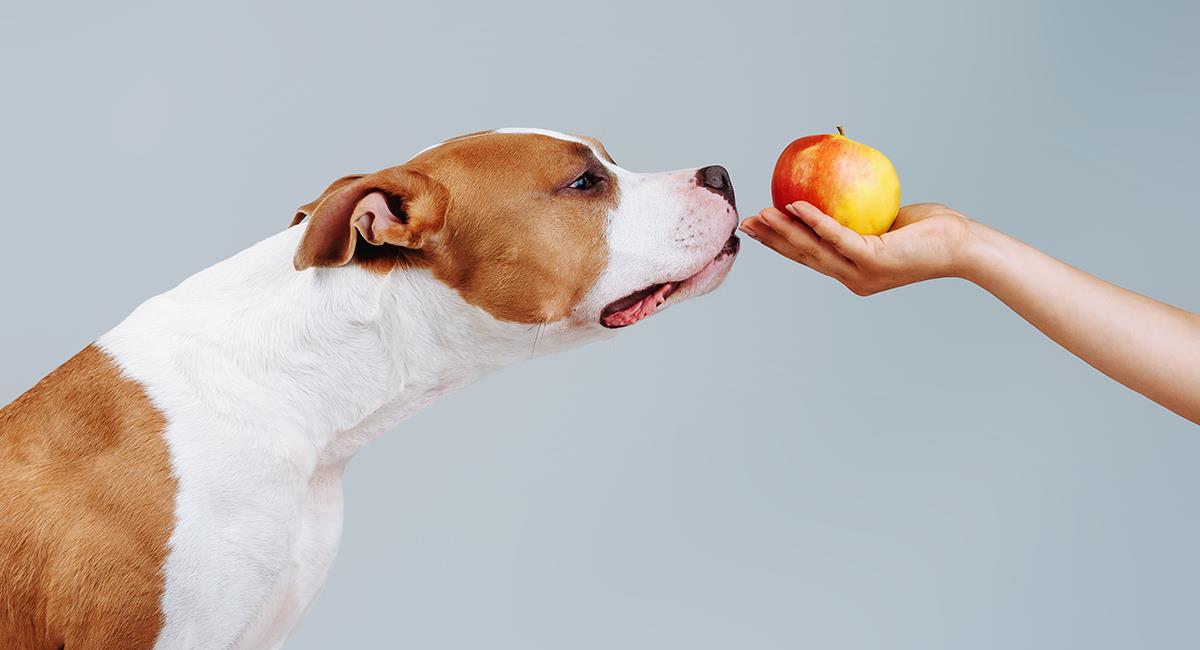 10 frutas que puedes darle a tu perro como golosina o premio. Foto: Shutterstock