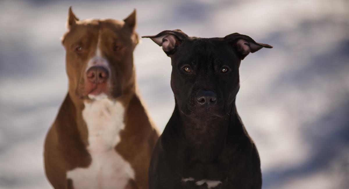 Perros pitbull eran utilizados por hombre para acosar mujeres en Transmilenio. Foto: Shutterstock