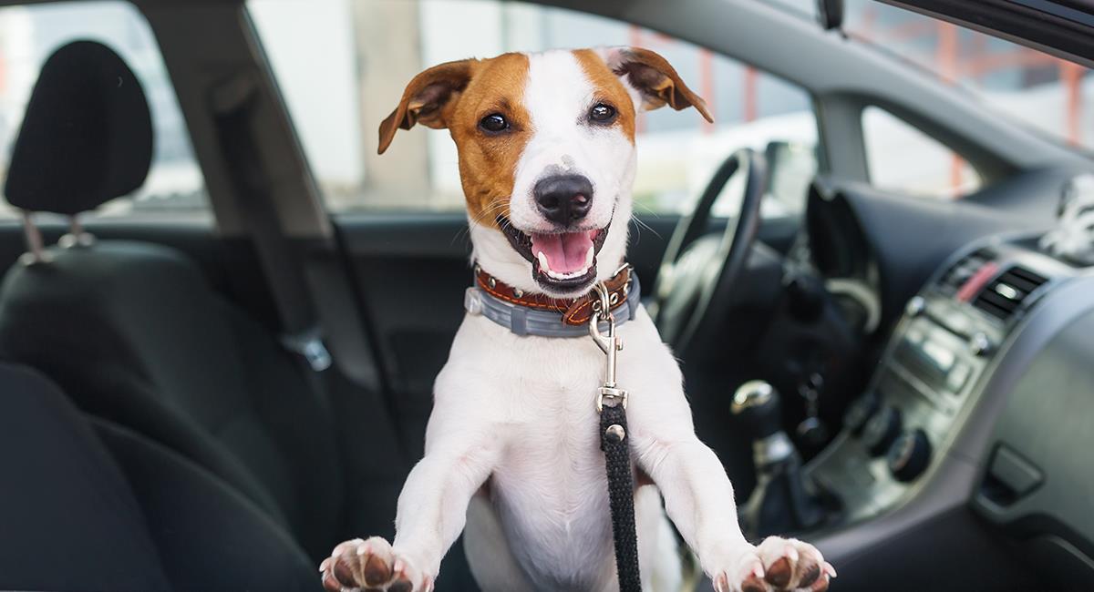 3 razones por las que jamás deberías llevar a tu perro en el asiento delantero del carro. Foto: Shutterstock