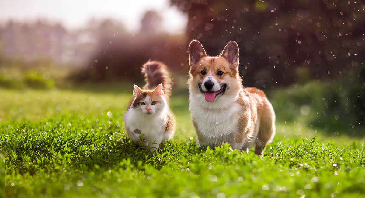 5 razones por las que deberías tener una mascota en casa. Foto: Shutterstock