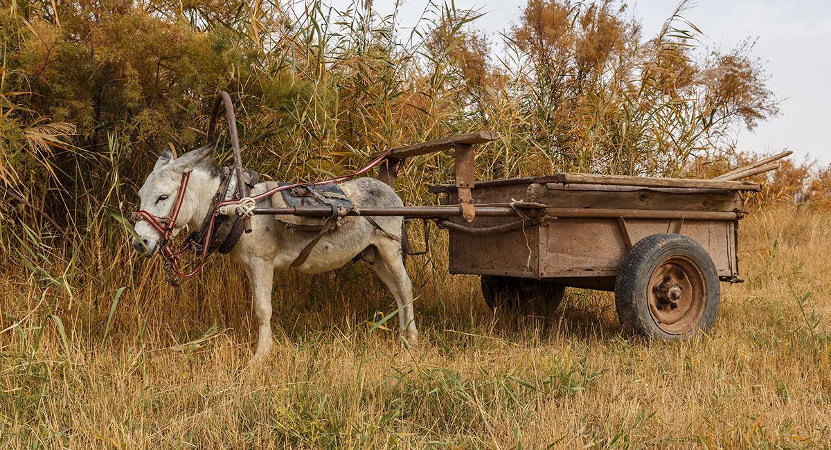 Indignante: burro es levantado con la carreta mientras descargan escombros. Foto: Shutterstock