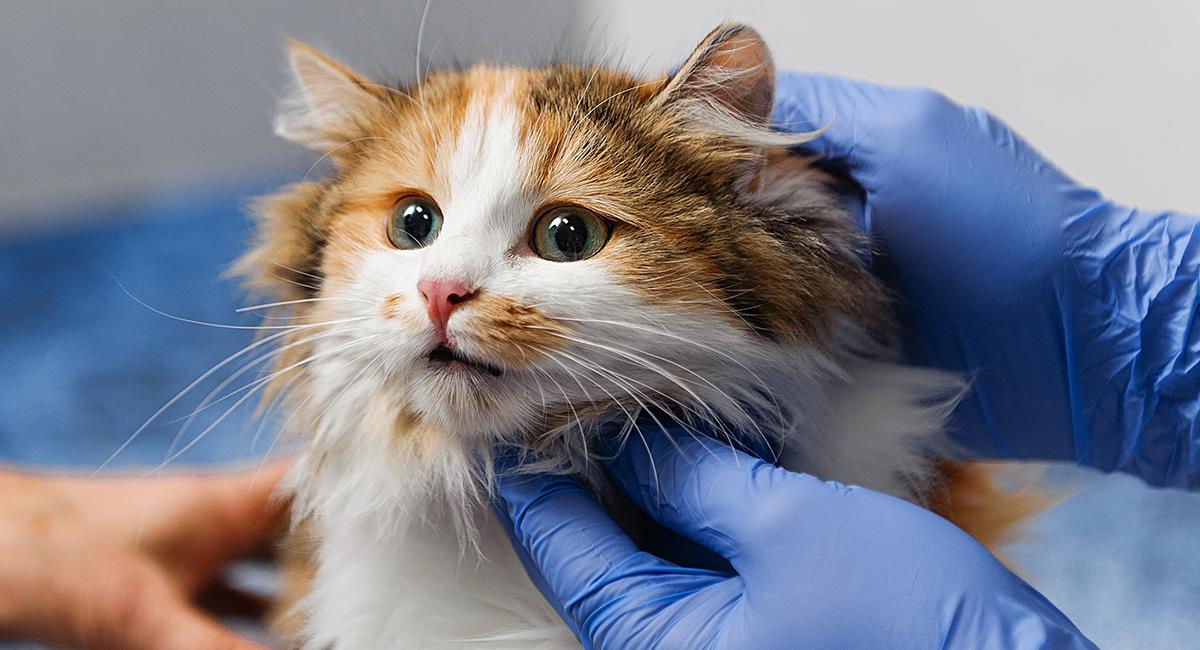 Así puedes agendar un turno para esterilizar gratis a tu mascota en octubre. Foto: Shutterstock