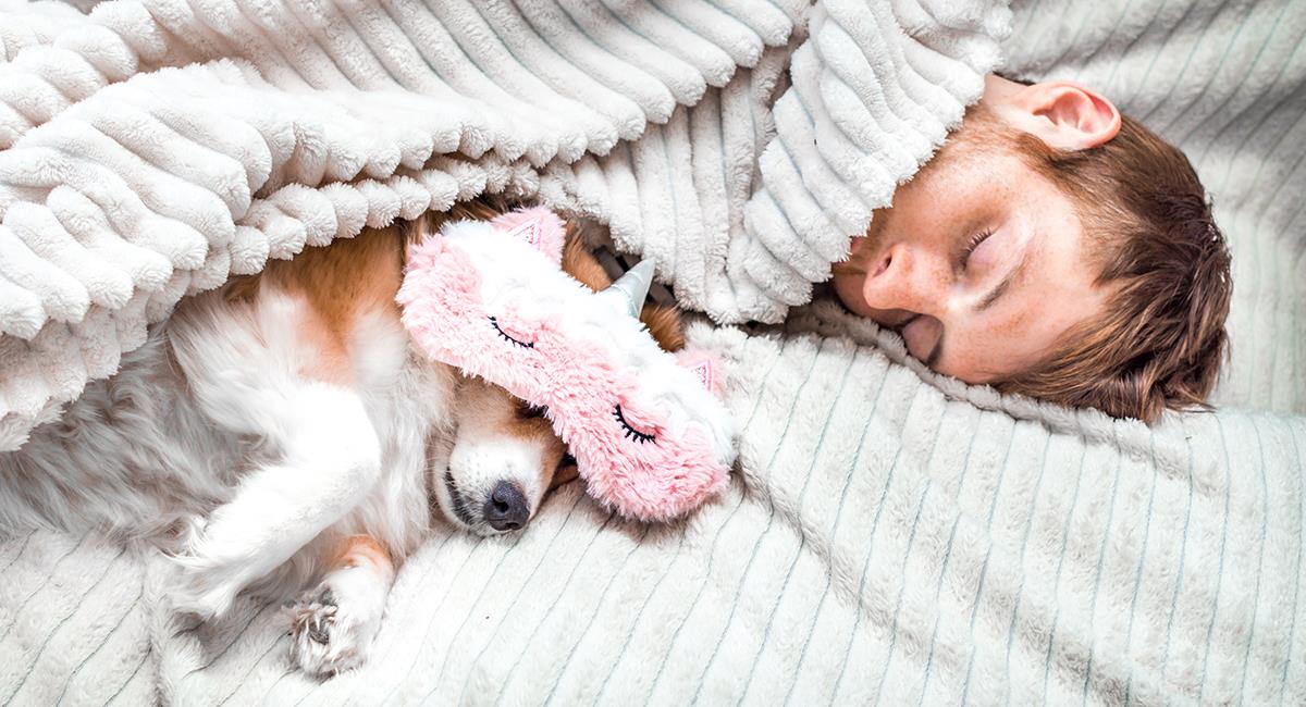 5 recomendaciones para poder dormir con tu mascota. Foto: Shutterstock