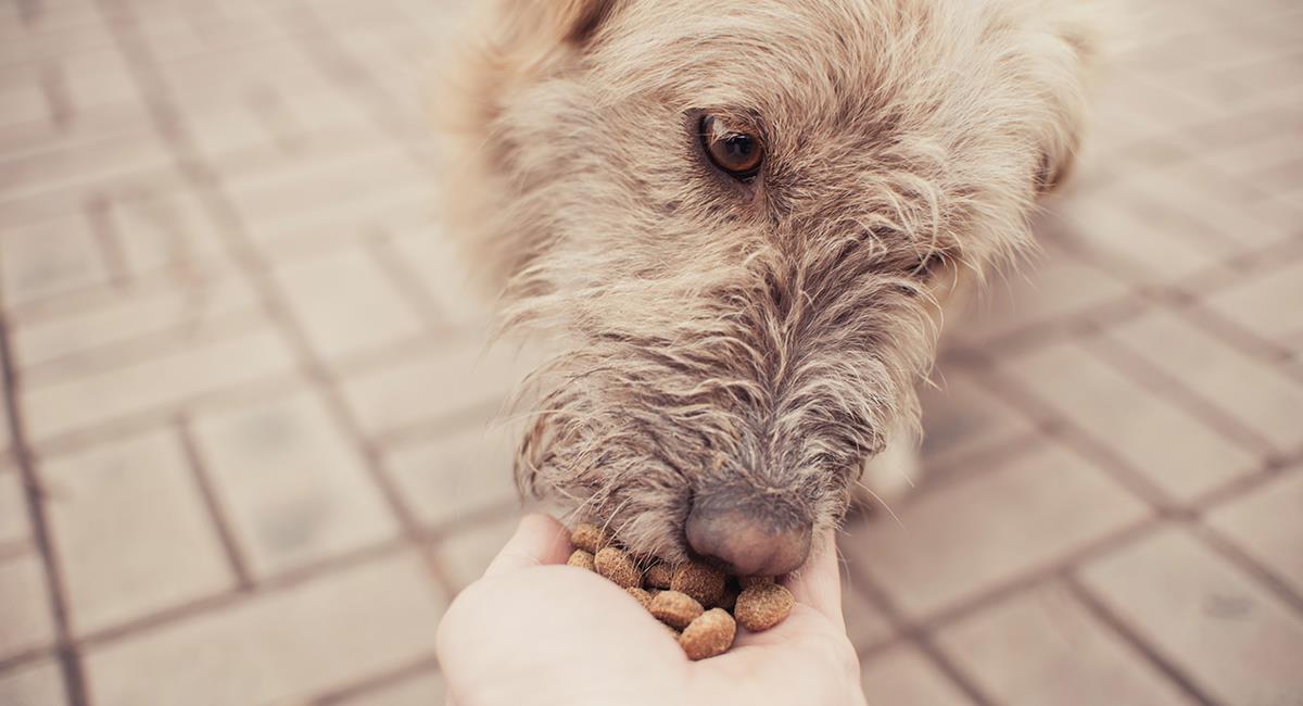 Expertos dan algunos consejos para quienes quieran alimentar perros de la calle. Foto: Shutterstock