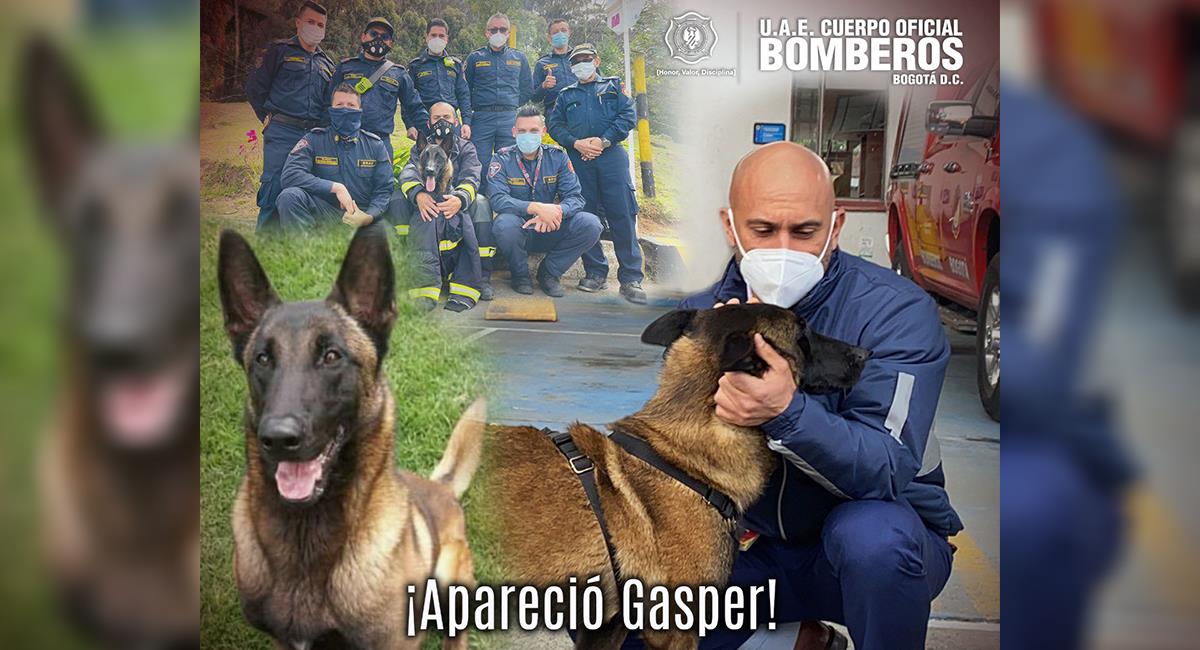 La búsqueda terminó: apareció Gasper, el perro del Cuerpo de Bomberos de Bogotá. Foto: Twitter @BomberosBogota