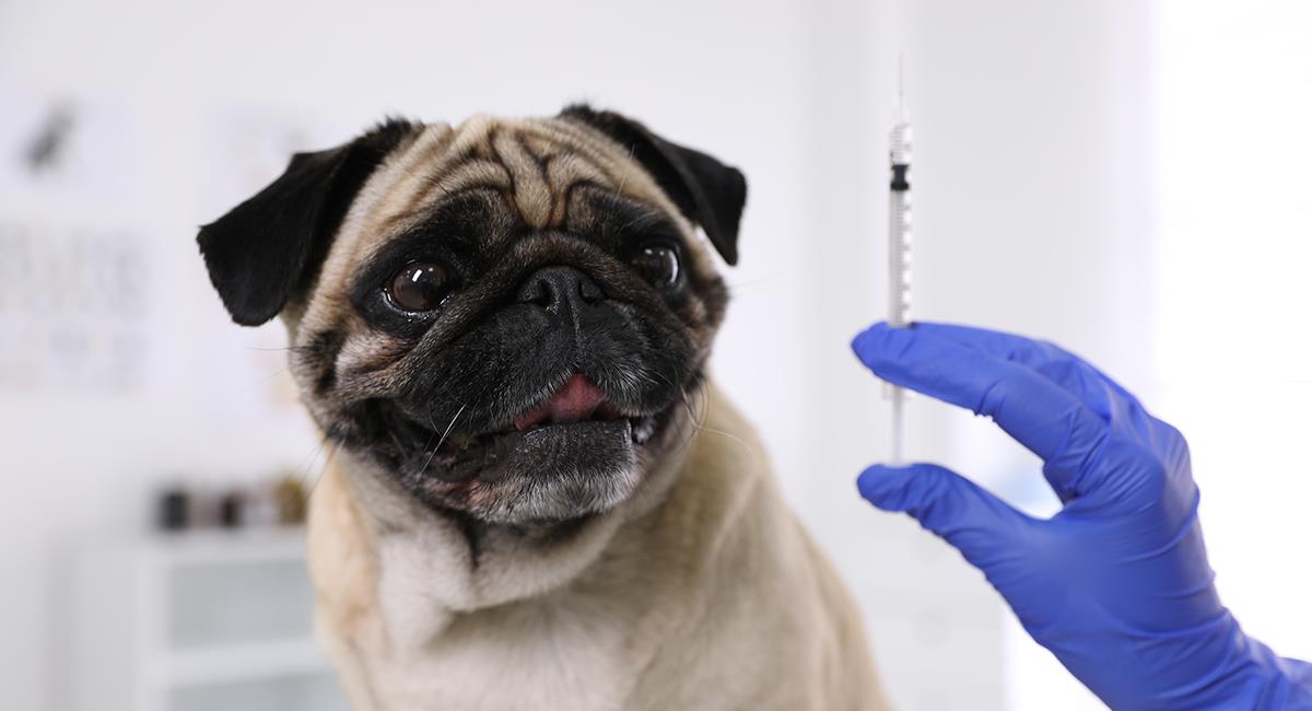 Más de un millón de animales serán vacunados contra la rabia de forma gratuita. Foto: Shutterstock