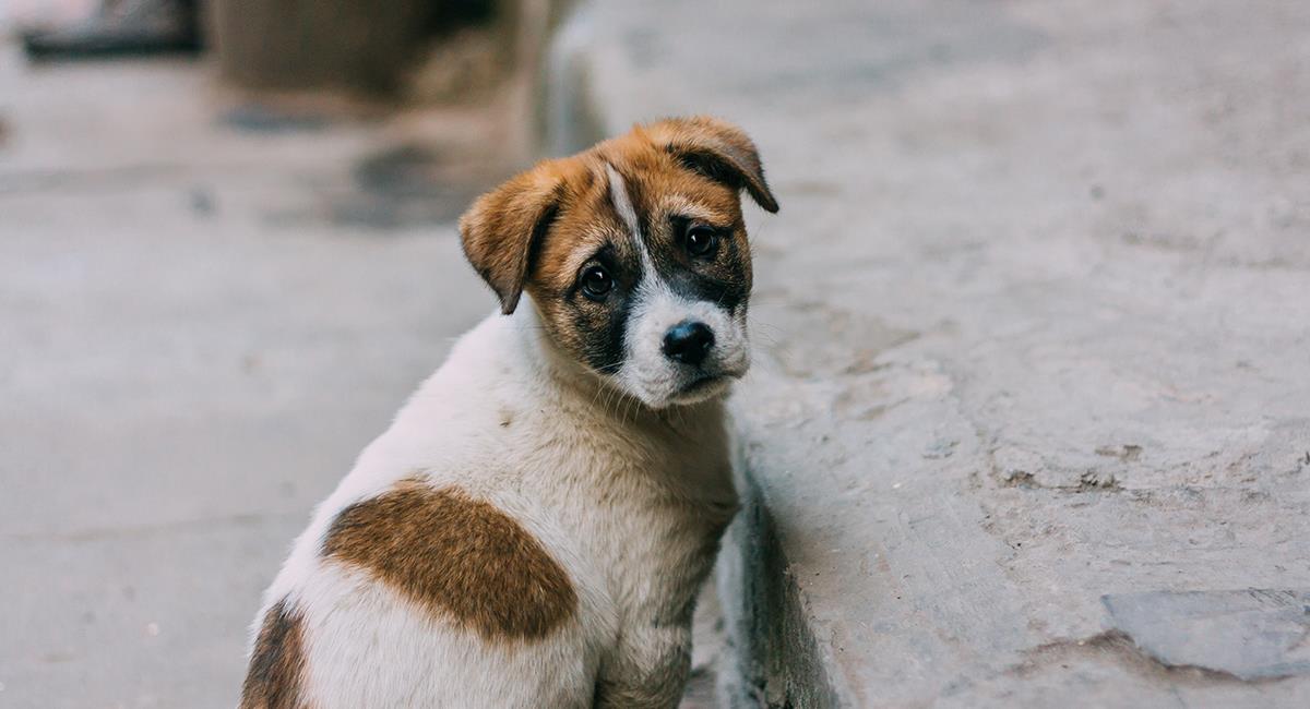 Indignante: perro callejero recibió brutal golpiza por parte de la comunidad. Foto: Shutterstock