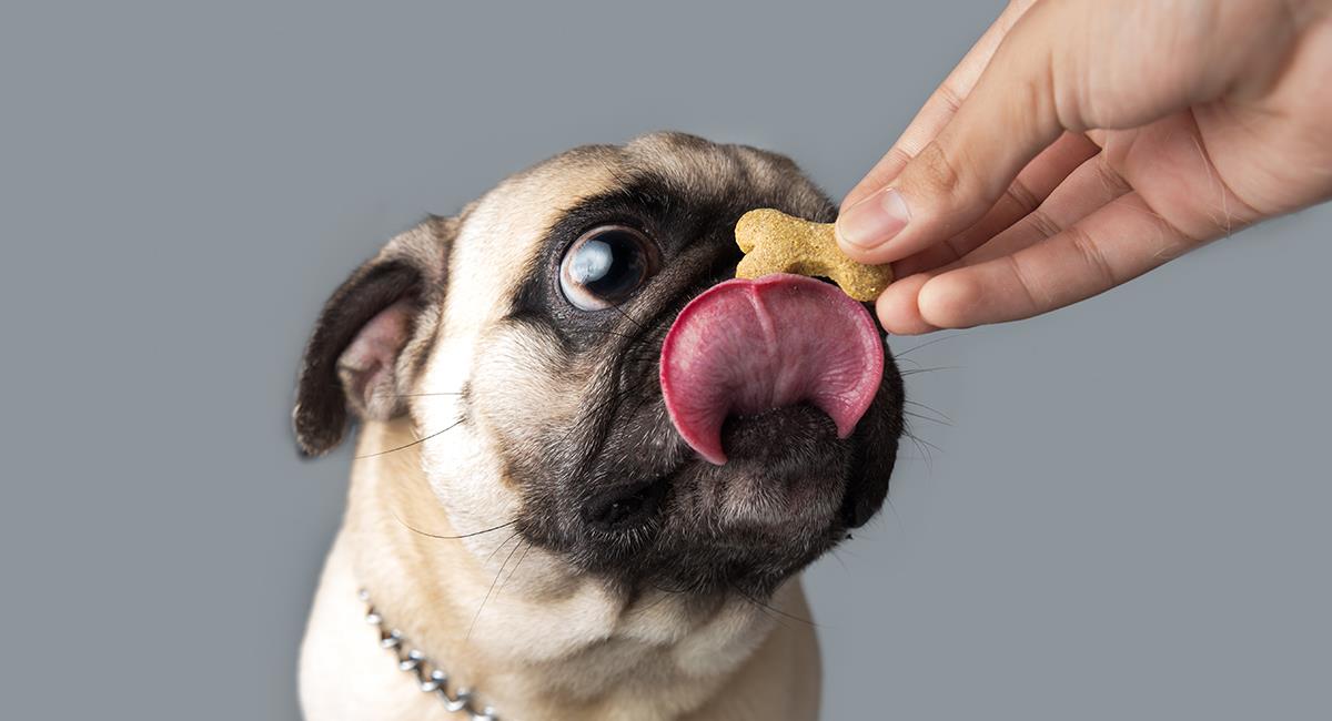 Aprende a preparar premios caseros para tu perro. Foto: Shutterstock