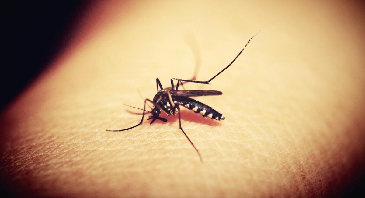 OMS recomienda uso de la vacuna contra la malaria en África. Foto: Pixabay