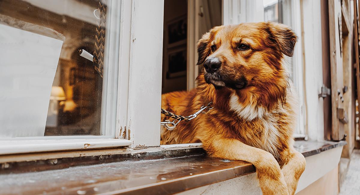 Video: perro quedó colgando en una ventana tras intentar saltar desde el piso 10. Foto: Shutterstock