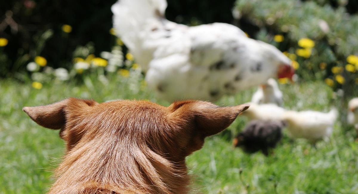 Maltrato animal: joven acabó con la vida de un perro por comerse una de sus gallinas. Foto: Shutterstock