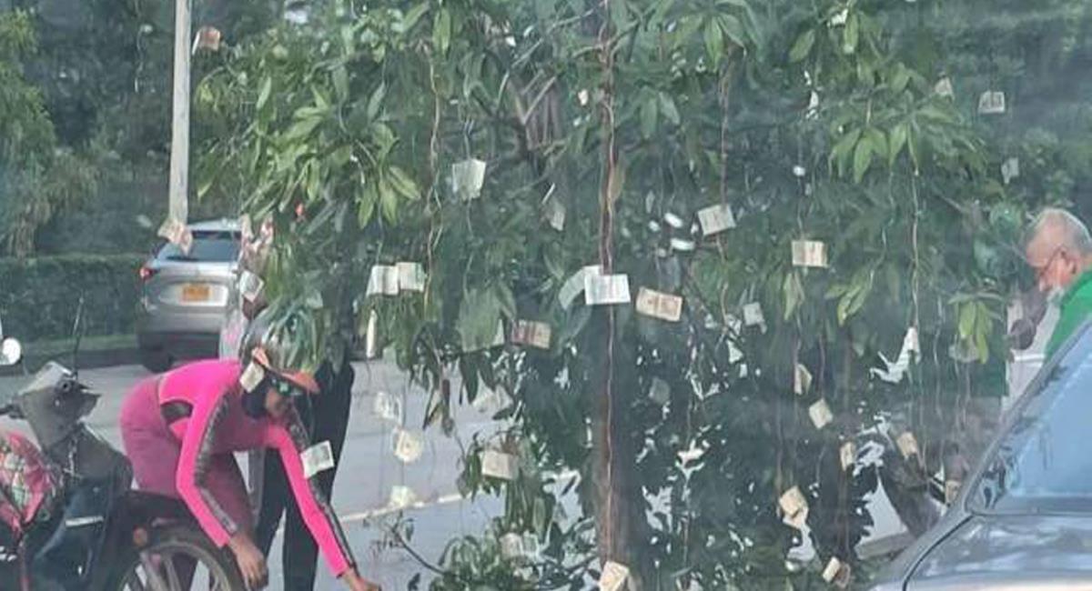 Un árbol con billetes apareció en Cali y los transeúntes no dudaron en acercarse y tomar varios de ellos. Foto: Twitter @elpaiscali