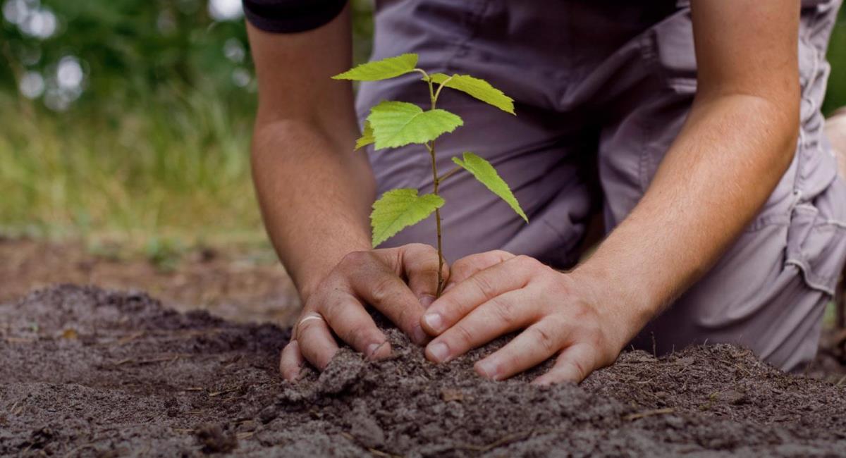 Sembratón nacional busca plantar 5 millones de árboles. Foto: Ecología Verde