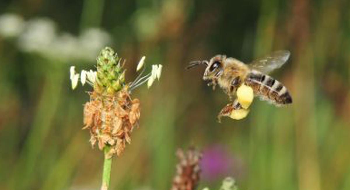 Con un superalimento desarrollado en Colombia se le brinda oportunidad de vida a las abejas y abejorros. Foto: Twitter @Abejaarr
