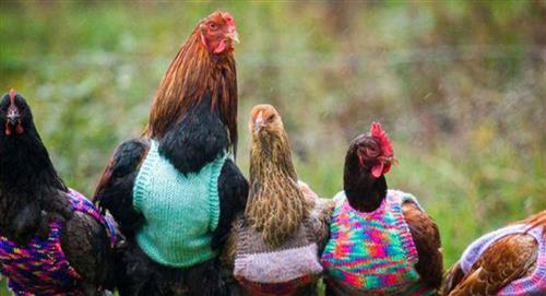 Una vallecaucana se le mide a la reactivación económica fabricando ropa para gallinas