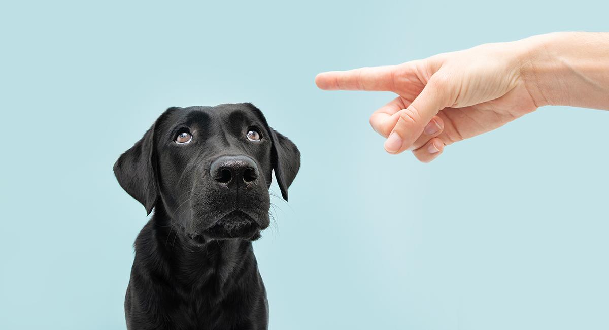 ¿Cuáles son los efectos del castigo a los perros?