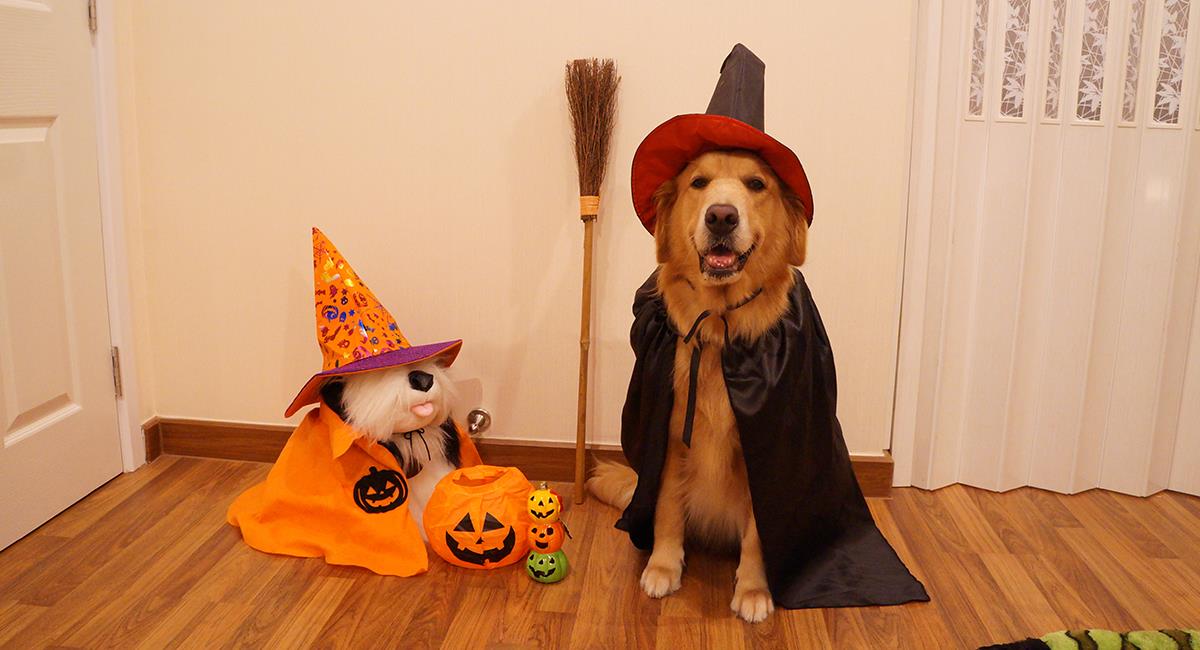 Mascotas en Halloween: 7 increíbles ideas de disfraces para perro. Foto: Shutterstock