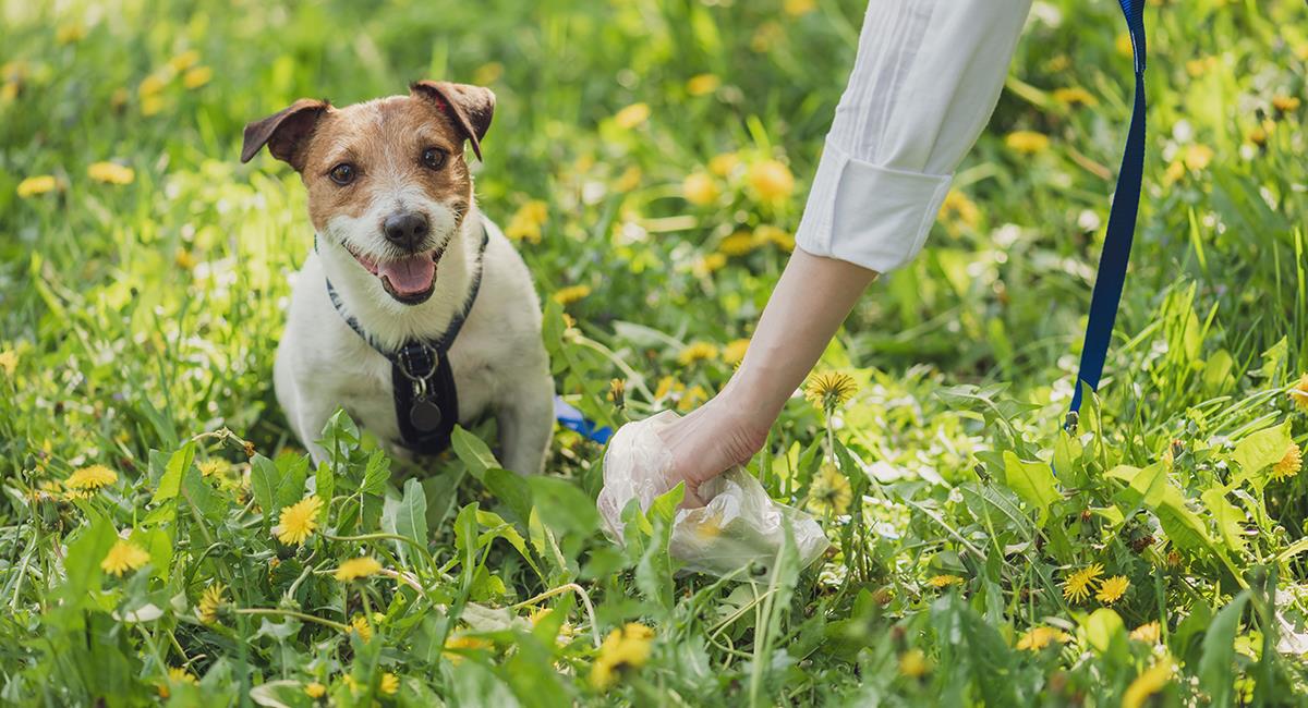 Estos son los riesgos de las heces fecales de los perros en la salud de las personas. Foto: Shutterstock