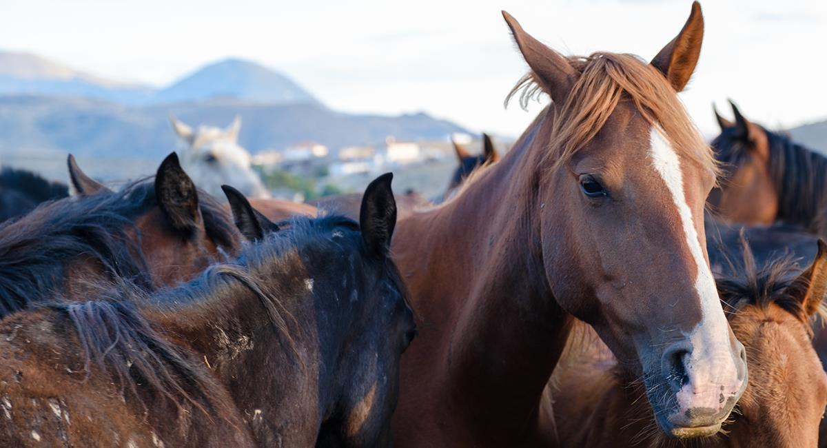 Ciudadanos retuvieron camión que transportaba caballos, uno de ellos estaba muerto. Foto: Shutterstock