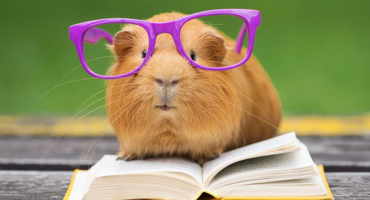 Top 12 de los animales más inteligentes del mundo. Foto: Shutterstock