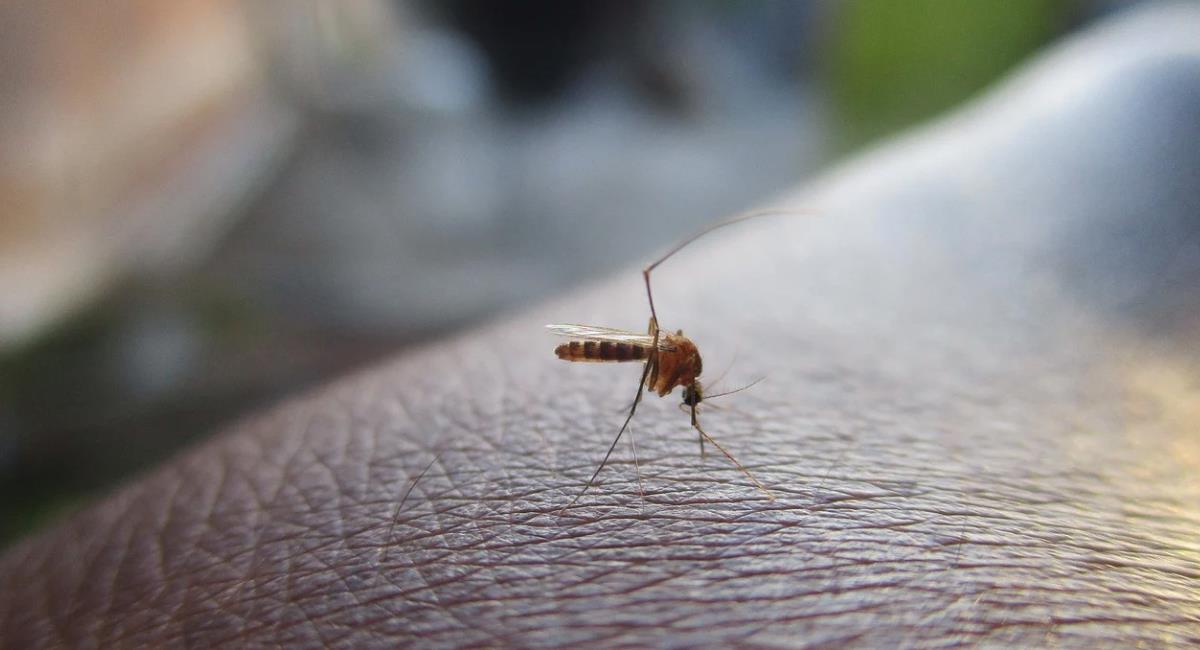 Barranquilla pide estar alertas con el dengue en temporada de lluvias. Foto: Pixabay