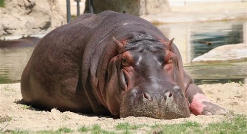 Colombia usa dardos anticonceptivos para frenar población de hipopótamos