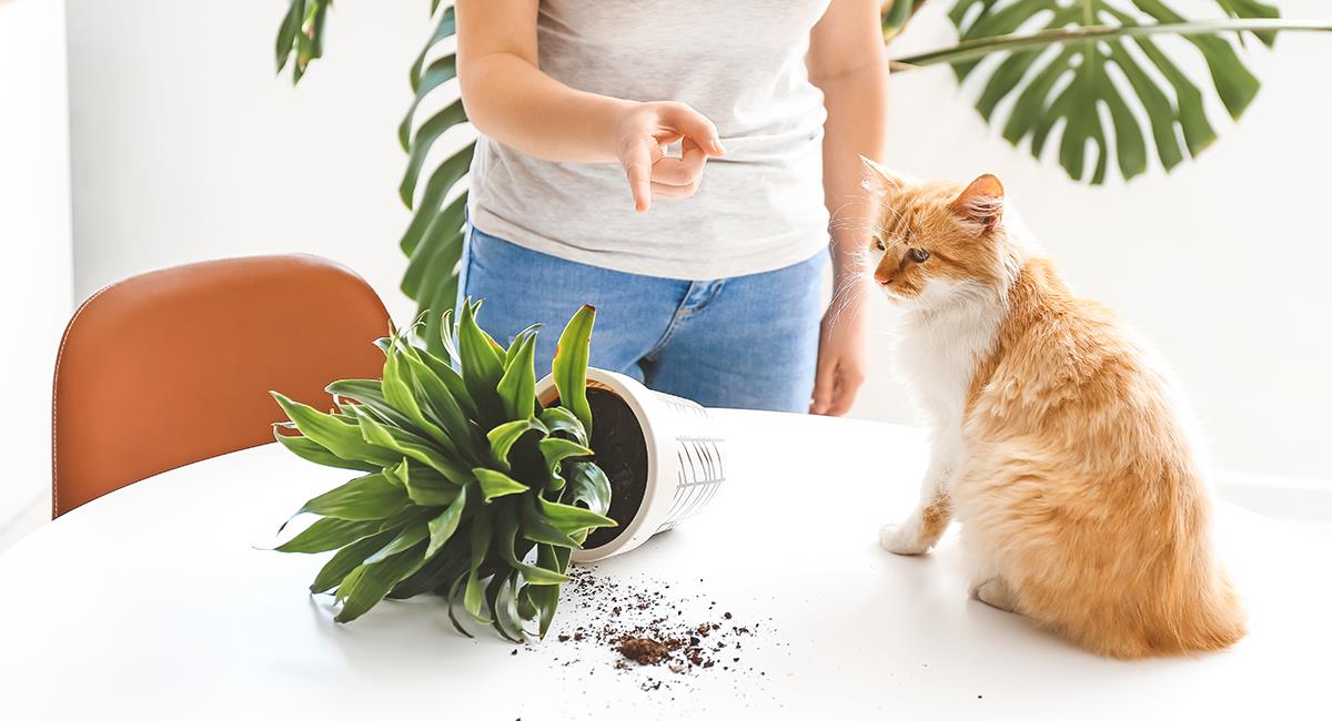 Consejos de un experto para castigar y educar a un gato. Foto: Shutterstock