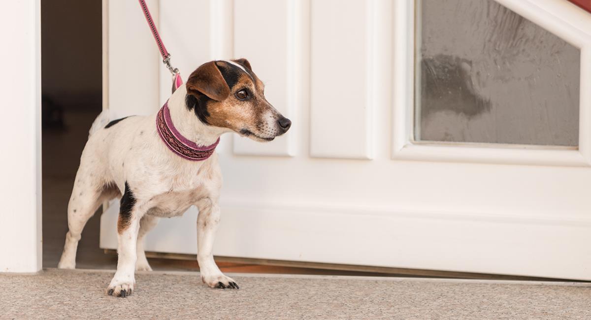 Supuesto fantasma le quita el collar a un perro y todo queda grabado. Foto: Shutterstock