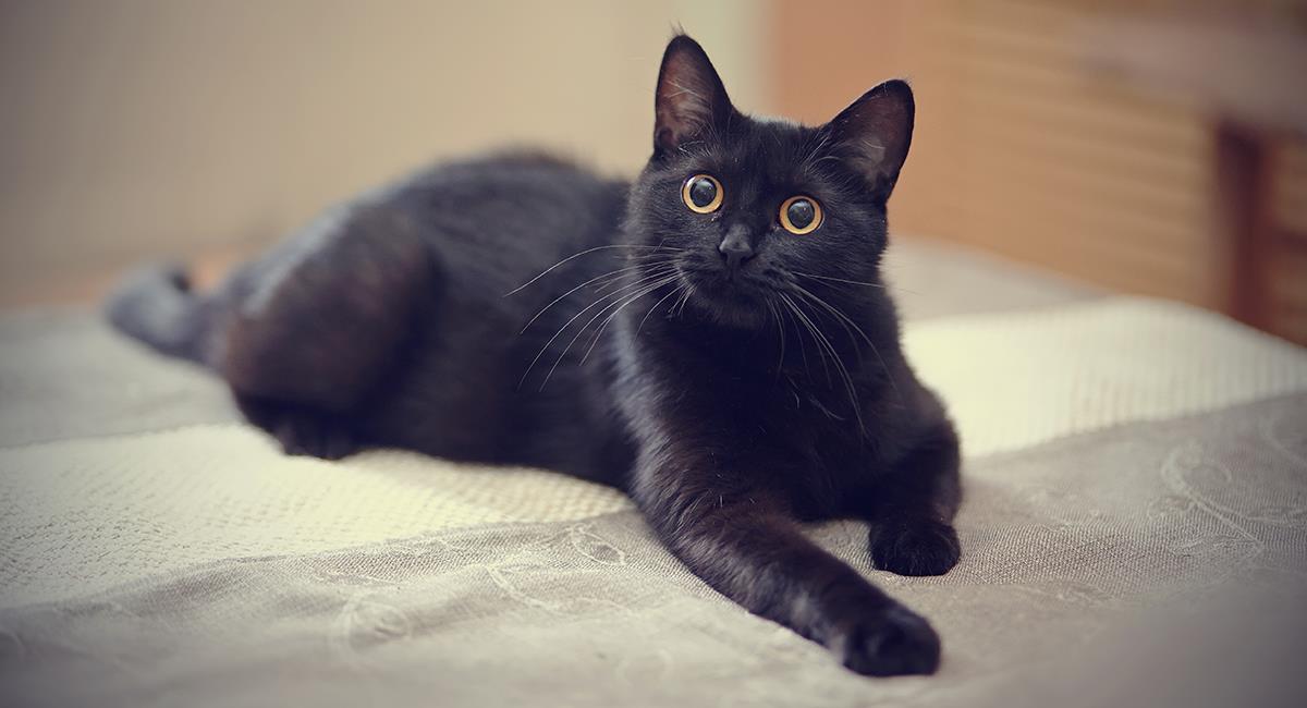 Cuidado: esto es lo que pasa si sueñas con un gato negro. Foto: Shutterstock