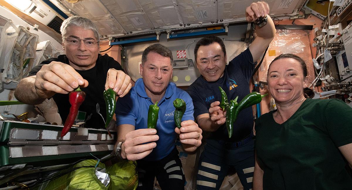 Con éxito, astronautas sacaron la primera cosecha de chiles en el espacio. Foto: NASA