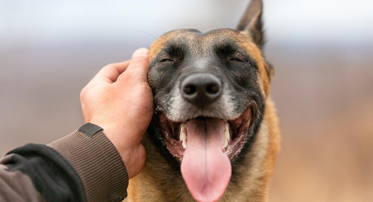 Dinos cómo es tu personalidad y te diremos cuál es el perro perfecto para ti. Foto: Shutterstock