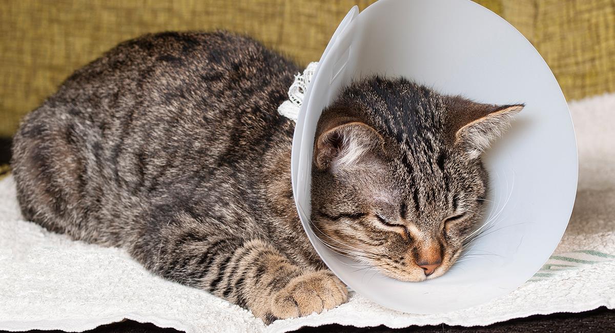 Indignante: concejal realizó una cirugía a una gata sin ser veterinario. Foto: Shutterstock