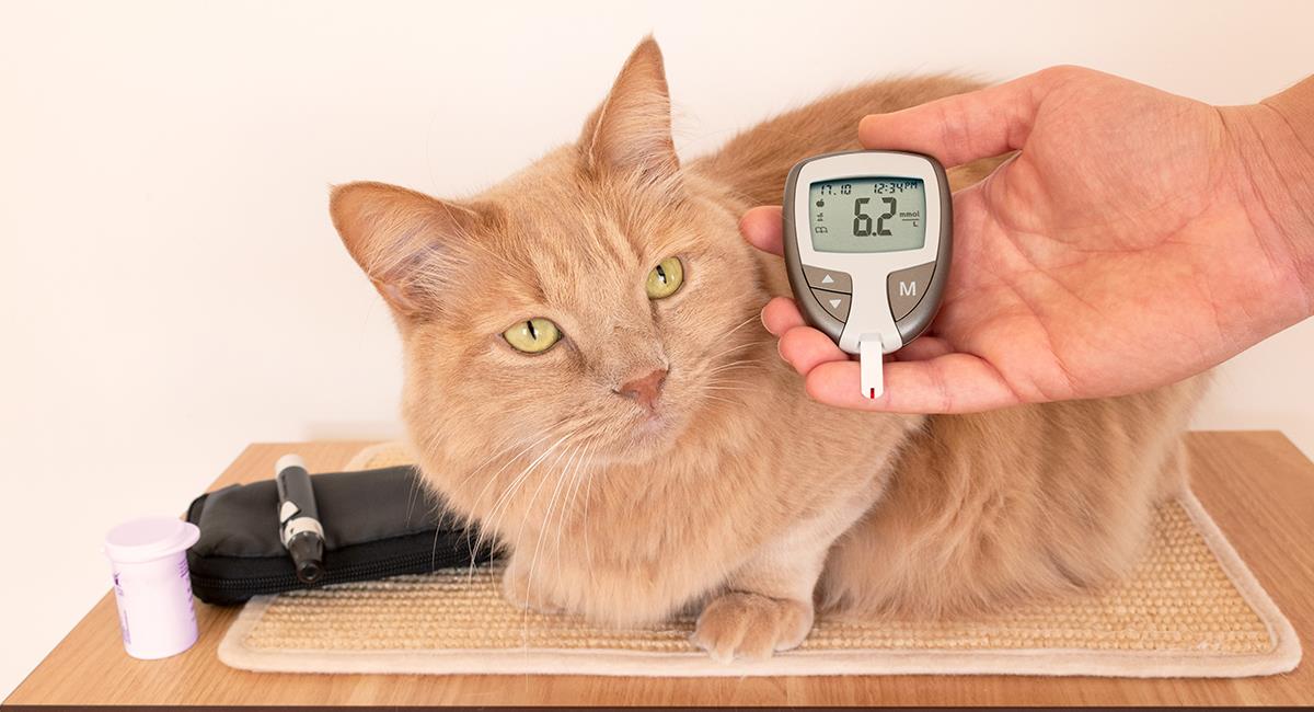 Sabías qué: perros y gatos también pueden desarrollar diabetes. Foto: Shutterstock