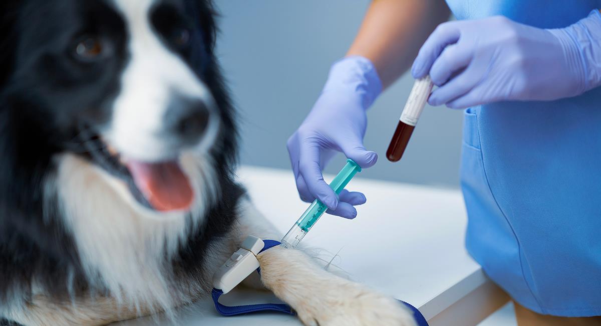 Así puedes saber qué tipo de sangre tiene tu gato o perro. Foto: Shutterstock