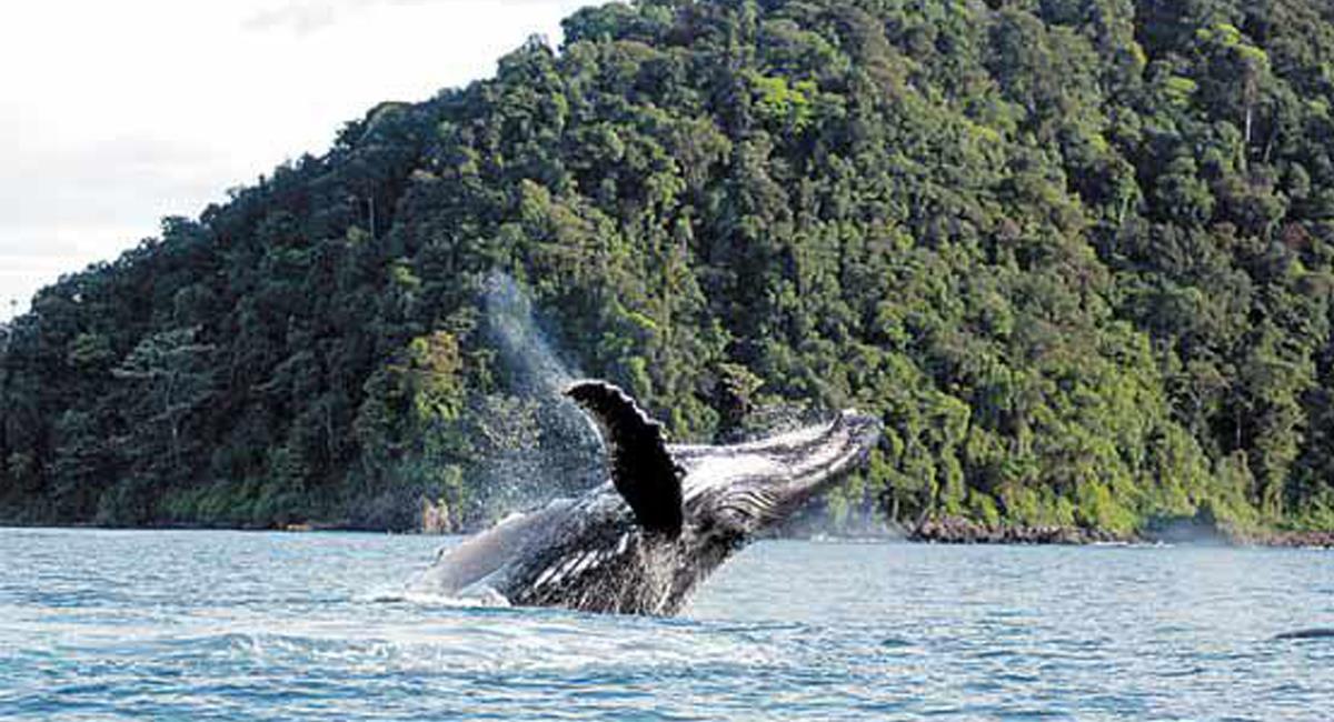 En Gorgona se pueden admirar las Yubartas o ballenas jorobadas. Foto: Twitter @elespectador