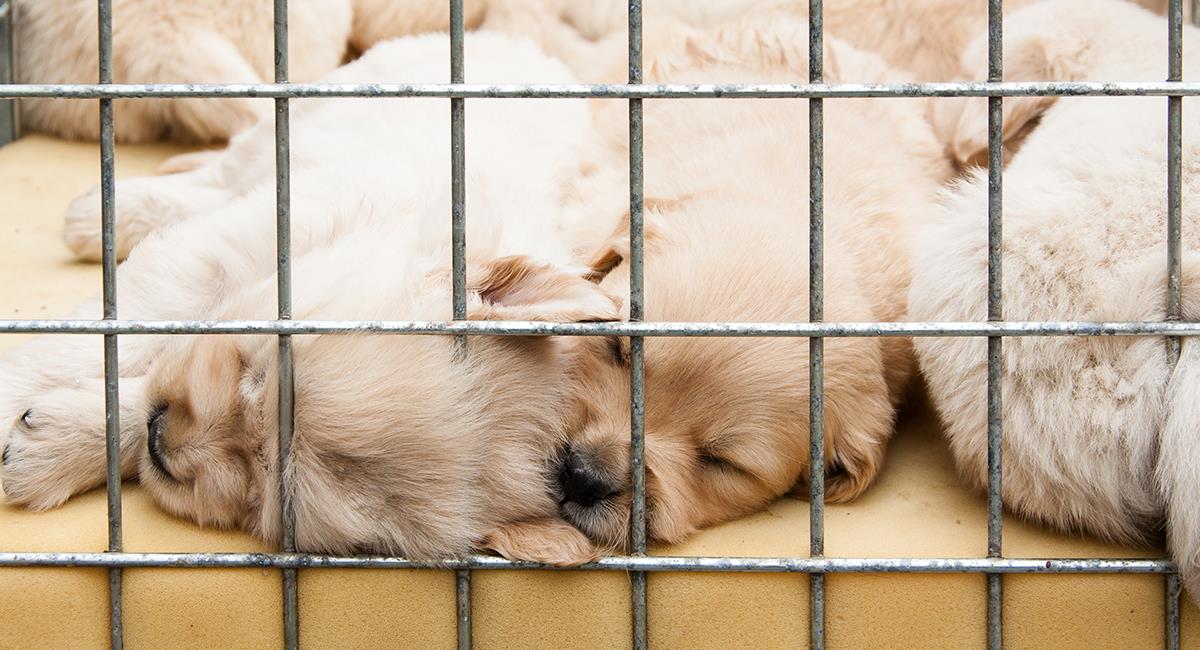 Francia prohíbe la venta de perros y gatos en tiendas de animales. Foto: Shutterstock