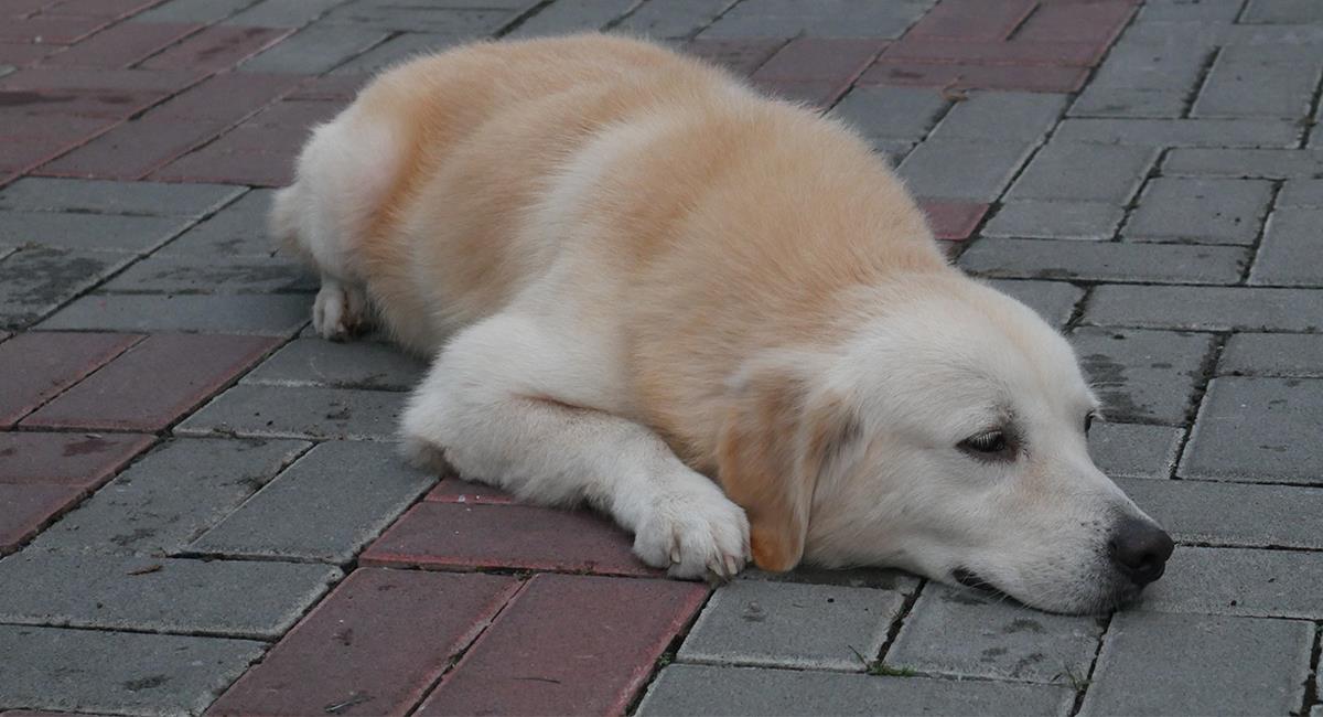 Buscan al responsable de patear y acabar con la vida de un perro. Foto: Shutterstock