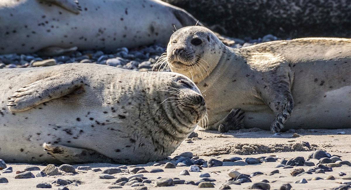 Las focas son una de las especies que se encuentran en vía de extinción. Foto: Pixabay