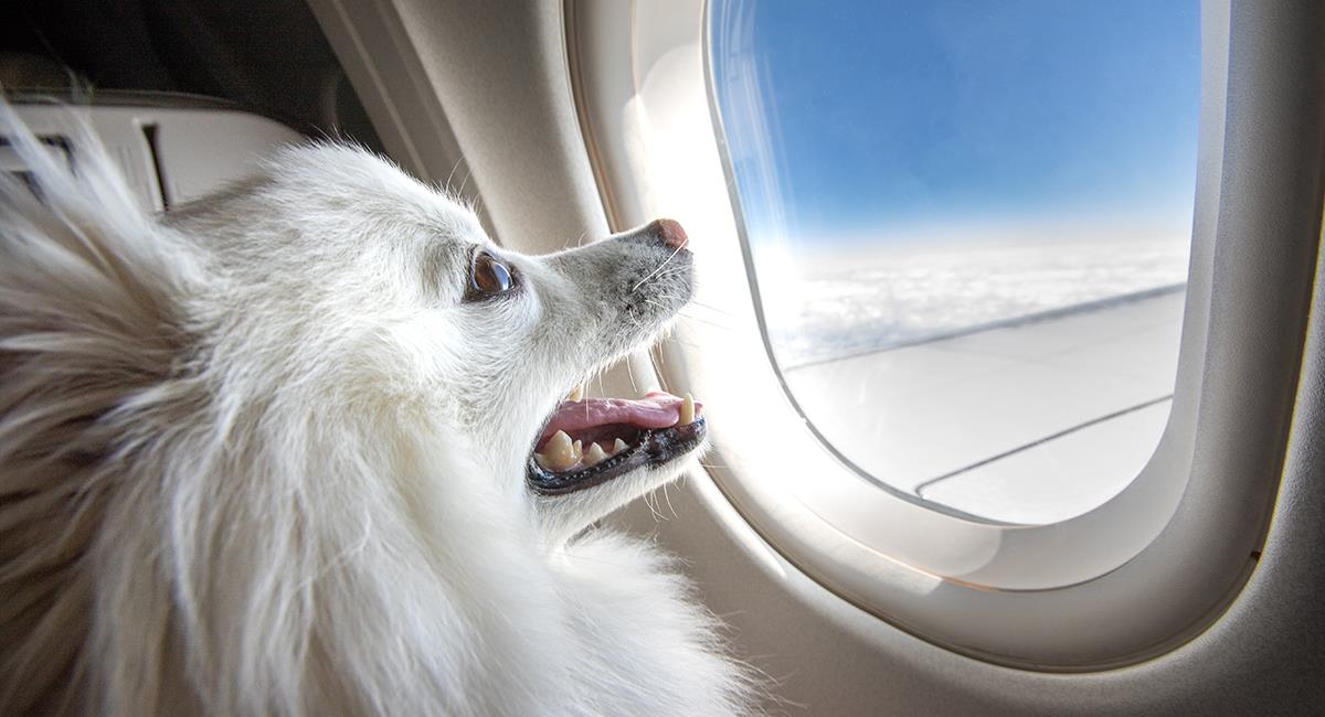 Aerolíneas estarían obligadas a dejar que las mascotas viajen en la cabina. Foto: Shutterstock